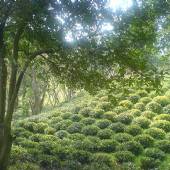 Lahijan Tea Farms - Gilan Province