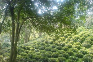 Lahijan Tea Farms - Gilan Province