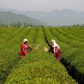 Lahijan - Gilan Province