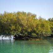The beautiful mangrove forest (Hara) - Qeshm Island