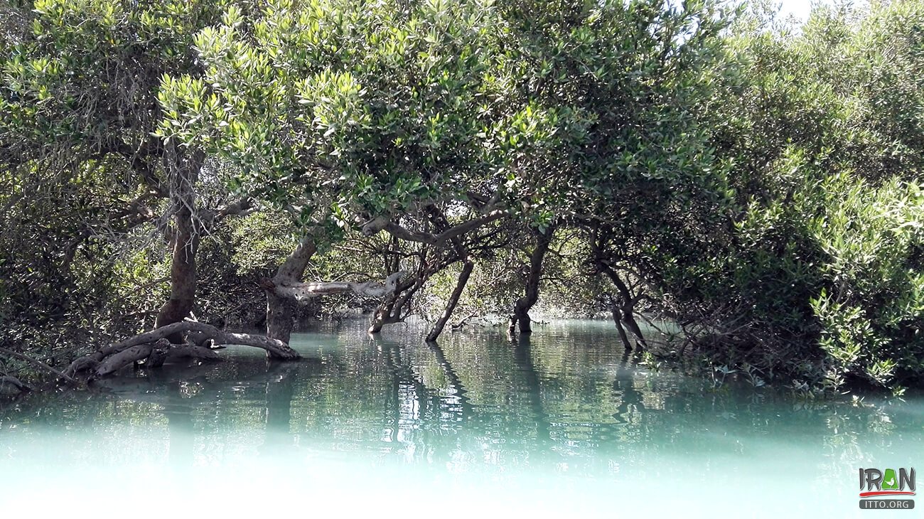 ,جنگلهای حرا قشم,grey mangrove,white mangrove,جزیره قشم,khalijfars,khalije fars,خلیج فارس,persiangulf,persian gulf,arabian gulf,hormozgan,hormuzgan,iran south,south of iran