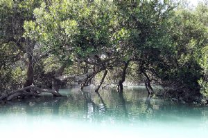 Mangrove Forests of Qeshm (Hara Forest)