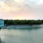 Mangrove forests of Qeshm Island