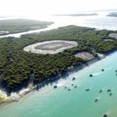 Mangrove forests of Qeshm Island