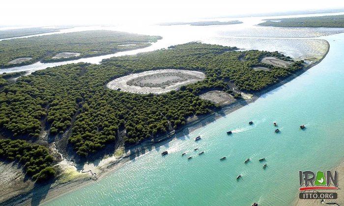 Mangrove forests of Qeshm Island