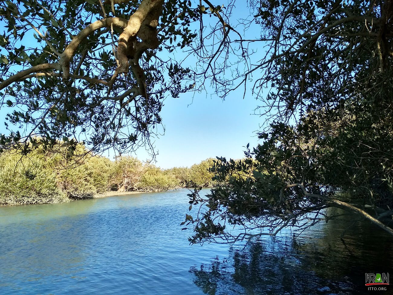 ,جنگلهای حرا قشم,grey mangrove,white mangrove,جزیره قشم,khalijfars,khalije fars,خلیج فارس,persiangulf,persian gulf,arabian gulf,hormozgan,hormuzgan,iran south,south of iran