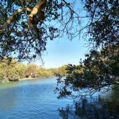 Mangrove 