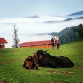 Olesbelangah Village - Masal (Gilan Province)