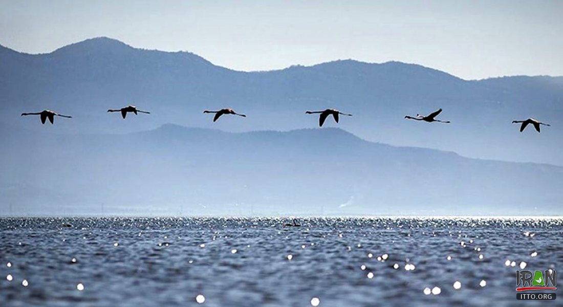 miankaleh migratory birds - Mazandaran