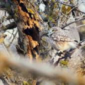 Golestan National Park