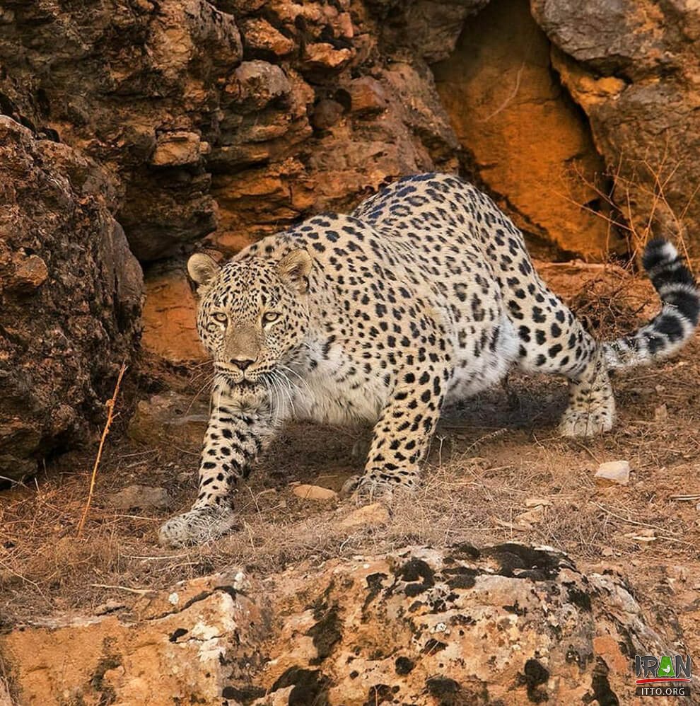 Chehelmir Protected area,Tandooreh National Park,Tandureh Park,Tandoreh,تندوره,پارک تندوره,tandoreh,tandureh,tandoureh,tandooreh,dargez,dargaz,درگز,خراسان رضوی,razavi khorasan,khorasan razavi,خراسان,khurasan razavi,razavi khurasan,چهل میر,چهلمیر,chelmir,chehelmir park