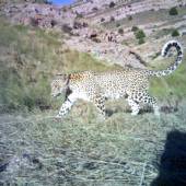 Tandoureh Protected Area - Dargaz