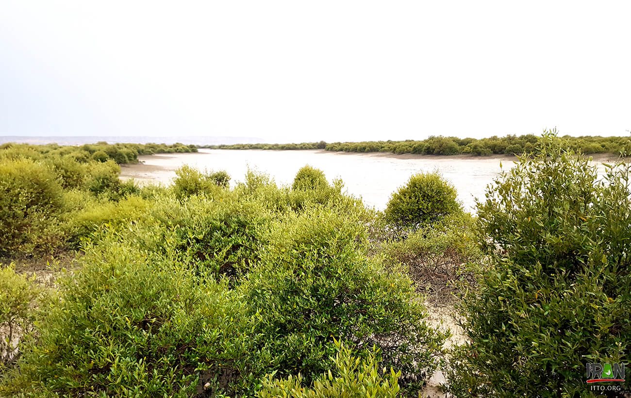 ,جنگلهای حرا قشم,grey mangrove,white mangrove,جزیره قشم,khalijfars,khalije fars,خلیج فارس,persiangulf,persian gulf,arabian gulf,hormozgan,hormuzgan,iran south,south of iran