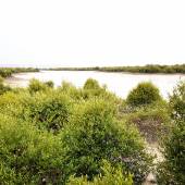 Hara Forest Protected Area in Qeshm Island