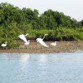 Hara Forest Protected Area in Qeshm Island