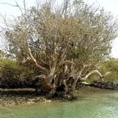 Hara Forest Protected Area in Qeshm Island