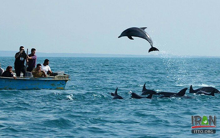جزیره قشم,gheshm,queshm,geshm,qeshem island,خلیج فارس,persian gulf,hormozgan,hormozgaan,هرمزگان