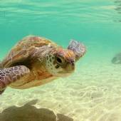 Qeshm Island - Persian Gulf