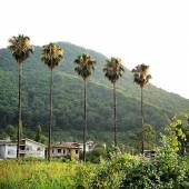 Ramsar - Mazandaran Province