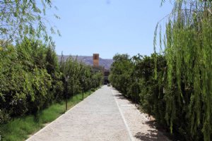 Sadri Garden (Namir) - taft