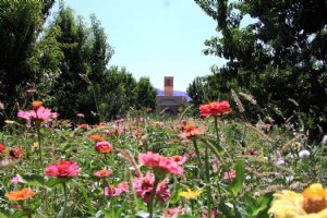 Sadri Garden (Namir) - taft