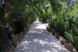 Sadri Garden (Namir) - taft