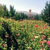 Sadri Garden (Namir) - taft