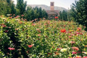 Sadri Garden (Namir) - taft