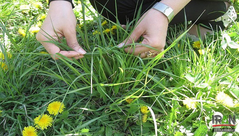 Nature’s Day,Sizdah-be-dar,Nowruz,Persian New Year,13bedar,sidzabedar,sizdabehdar,sizdah bedar,sizda be-dar,13be dar,sizdabdar,sizdabedar,sizdah-be-dar,13 be dar,13 be-dar,13bdar,sizdahbeh dar,sizdah beh dar,سیزده به در,سیزده بدر,Nature Day,naturesday,day of nature,روزطبیعت,روز طبیعت,سیزده نوروز,sizdah norooz,norwz,13norooz,13noroz,13nowruz,13 noroz,13 nowruz,13 norooz