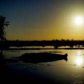 Hirmand River (Helmand) - Sistan Va Balouchestan Province