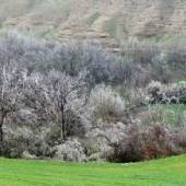 Tandoureh Protected Area - Dargaz (Khorasan Razavi)