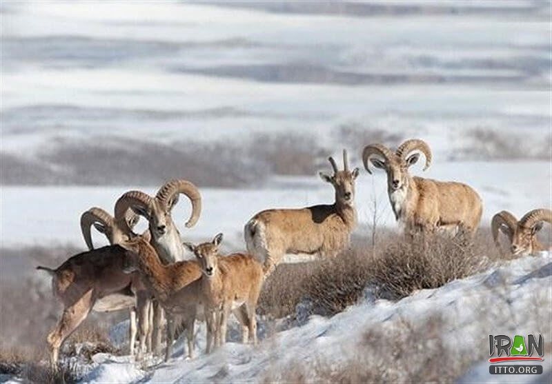 Chehelmir Protected area,Tandooreh National Park,Tandureh Park,Tandoreh,تندوره,پارک تندوره,tandoreh,tandureh,tandoureh,tandooreh,dargez,dargaz,درگز,خراسان رضوی,razavi khorasan,khorasan razavi,خراسان,khurasan razavi,razavi khurasan,چهل میر,چهلمیر,chelmir,chehelmir park