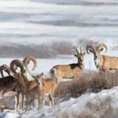 Tandoureh Protected Area - Dargaz (Khorasan Razavi)
