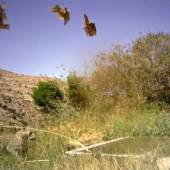 Tandoureh Protected Area - Dargaz (Khorasan Razavi)