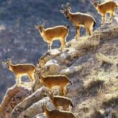 Tandoureh Protected Area - Dargaz (Khorasan Razavi)