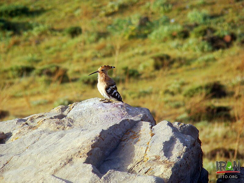 Chehelmir Protected area,Tandooreh National Park,Tandureh Park,Tandoreh,تندوره,پارک تندوره,tandoreh,tandureh,tandoureh,tandooreh,dargez,dargaz,درگز,خراسان رضوی,razavi khorasan,khorasan razavi,خراسان,khurasan razavi,razavi khurasan,چهل میر,چهلمیر,chelmir,chehelmir park