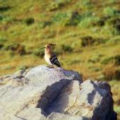 Tandoureh Protected Area - Dargaz (Khorasan Razavi)
