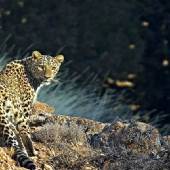 Tandoureh Protected Area - Dargaz (Khorasan Razavi)