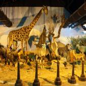 Iran Wildlife and Nature Museum - Dar Abad (Tehran)
