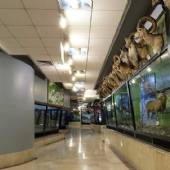 Iran Wildlife and Nature Museum - Dar Abad (Tehran)