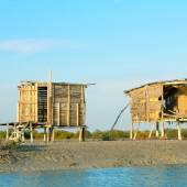 The mangrove forests of Qeshm Island