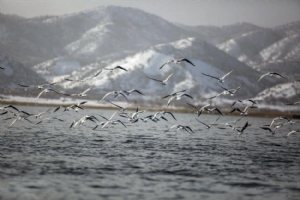 Zarivar Lake - Marivan (Kurdistan)